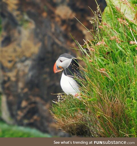 I saw a Puffin for the first time in my life. Iceland is a beautiful country with