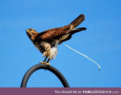 Hawk poopin