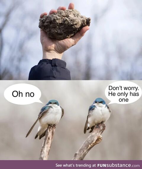 Birds aren't real