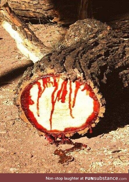 A bloodwood tree