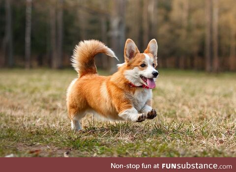 Beautiful corgi