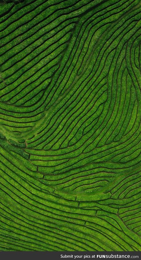 I took a picture of the only tea plantation in Europe