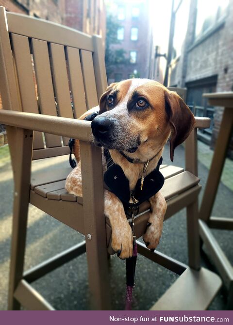 This is my puppy, her name is Sushi and I think she's really cute