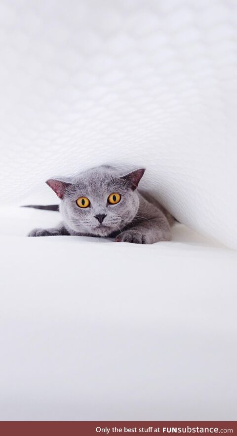 This is my cat, his name is Mork