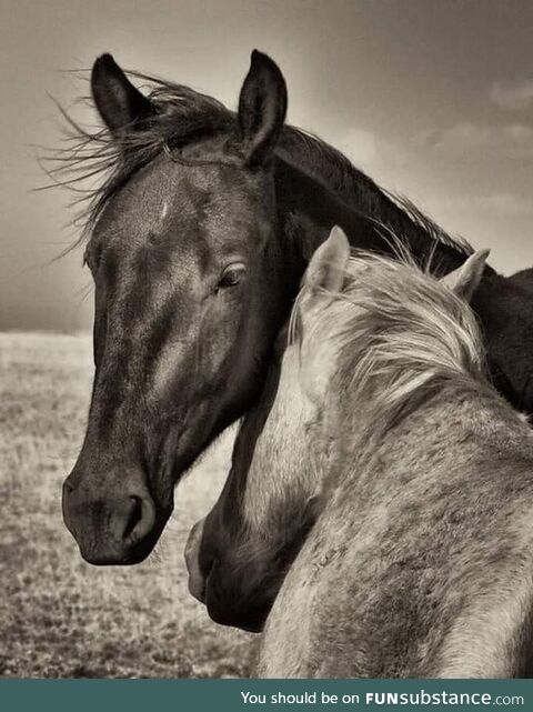 At, güçlü kasları ve dayanıklılığı ile karakterizedir.Dünyada yaklaşık 50