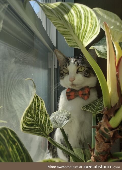 I got this picture yesterday of my cat sitting in the kitchen window