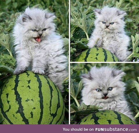 I see your angry watermelon cat, and raise you this fierce watermelon kitten