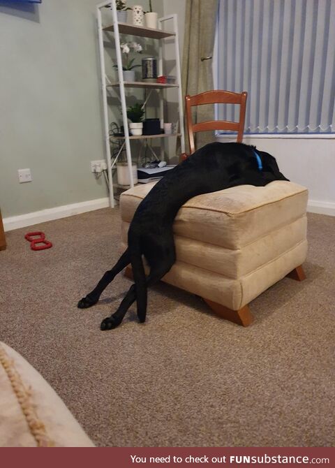 I think my puppy might be broken.. He is currently fast asleep