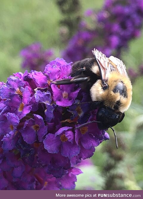 Bee pollinating a Butterfly flower