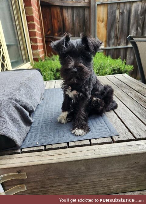 Her name is Frieda, meaning peace and joy in German.. And she has given me exactly that <3