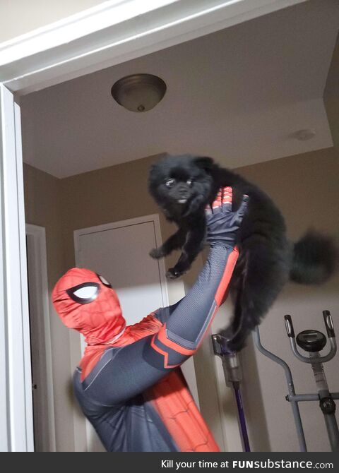 I tried on my halloween costume for this year today, my dog wasn't a big fan