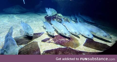 Gone to the aquarium and every fish was staring at me