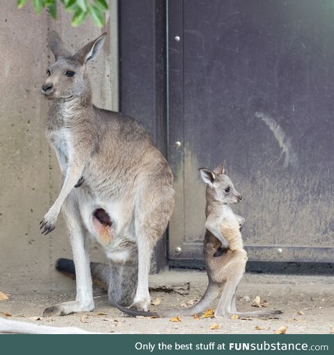 A baby kangaroo that looks like 'disappointed cricket fan'