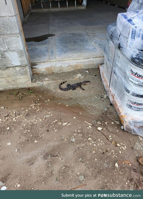 Came across this little guy on a jobsite in FL