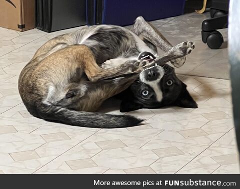 [OC] My derpy dog