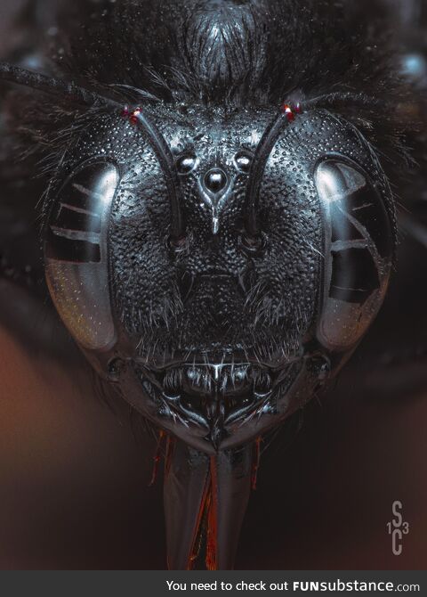 I do macro insect photography in my spare time. Big old bee I saw the other day while I