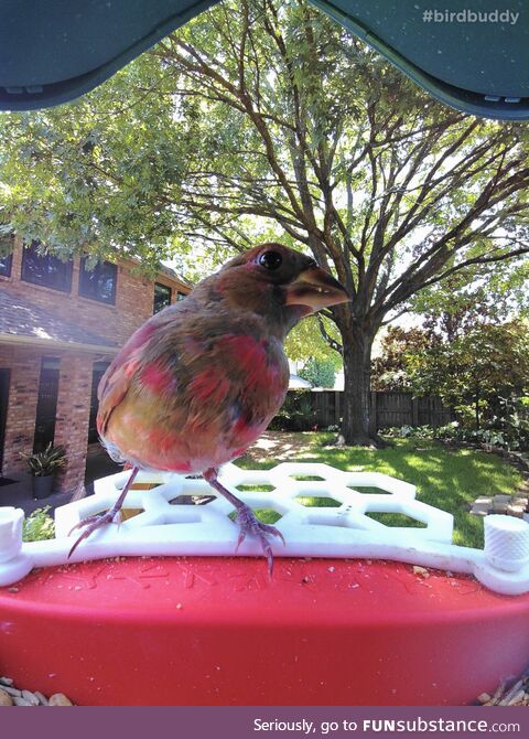 This juvenile cardinal hasn’t finished growing in his red feathers and looks kind of