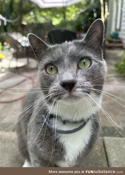 Check out this picture my girlfriend took of her cat!
