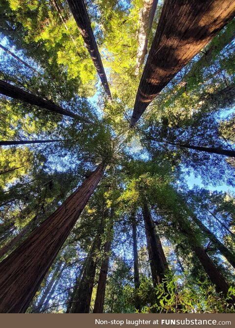 Redwoods looking up [OC] 3000x4000