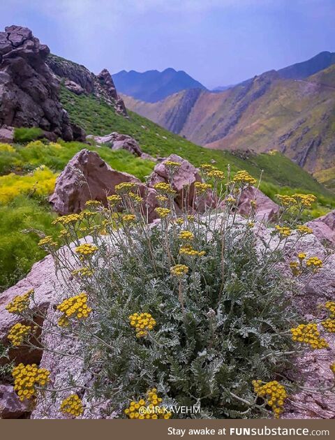 Dalani, paveh, kermanshah, iran