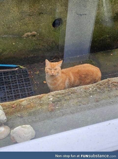Friend was cat sitting (not this cat) and looked outside to see this angry fella looking
