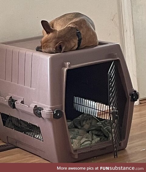 Luke prefers to sleep on top of the crate lol