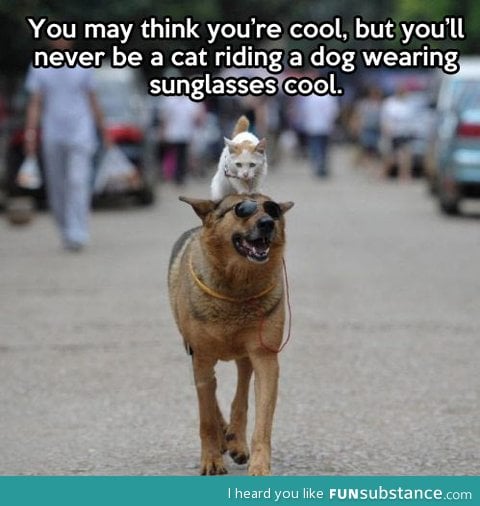 Have you ever been this cool?