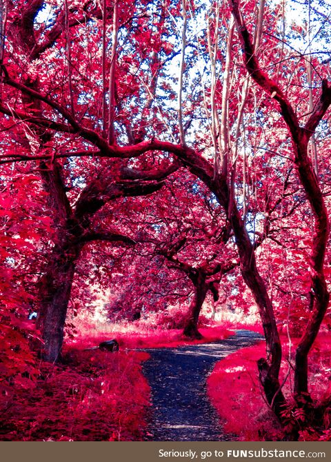 Pink woodland