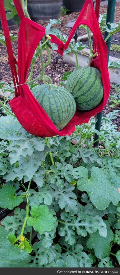 Sensual melons will make you smile