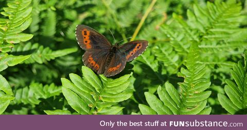 I was told to share this pic I took of this beautiful butterfly while on holiday in