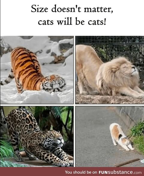 Cat Is Cat