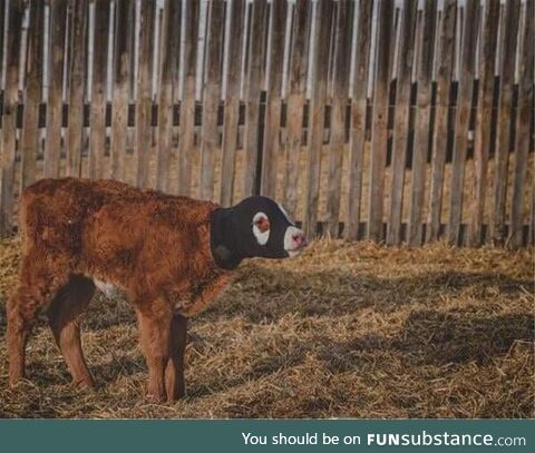 Saw this photo today and thought...Hey look, a Burger-lar!