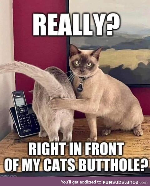 Thanks kitty, very cool