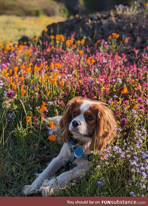 My pup pup Thomas today