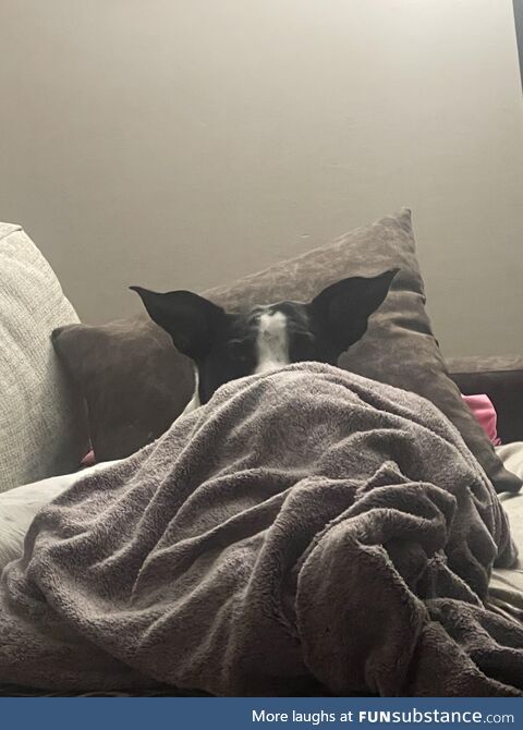 She heard me give the other dog peanut butter
