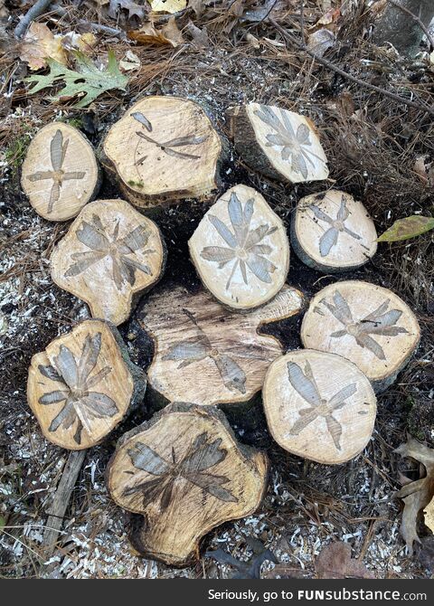 So I was cutting down dead wood the other dayyyyyy………