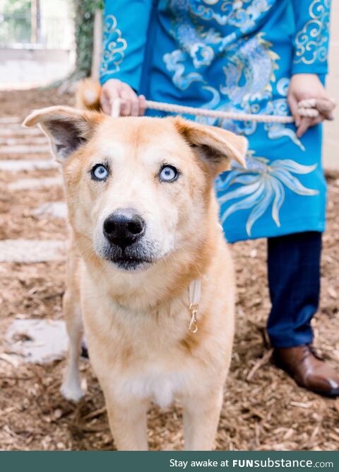 I feel like my dog is a model and the world should know