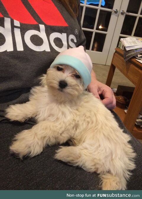 My mom put a hat on our dog.
