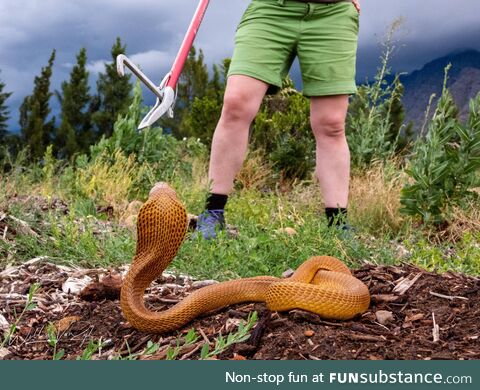 Cape Cobra (Naja nivea) from Worcester, South Africa. Dangerously venomous