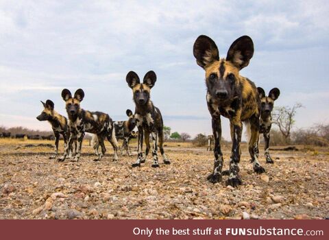 African wild dogs