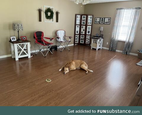 We gave our old furniture away before the new stuff arrives and my dog is depressed and
