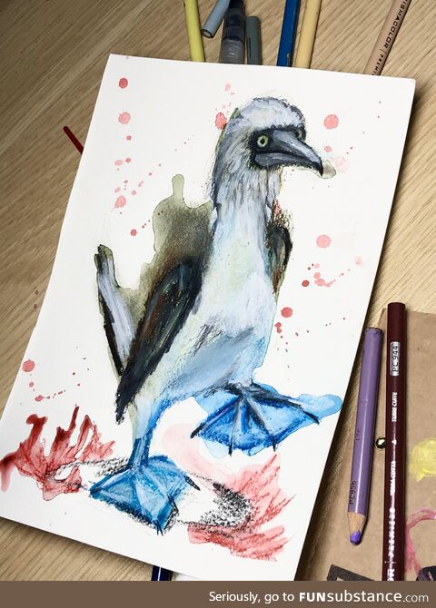 I drew a blue footed boobie