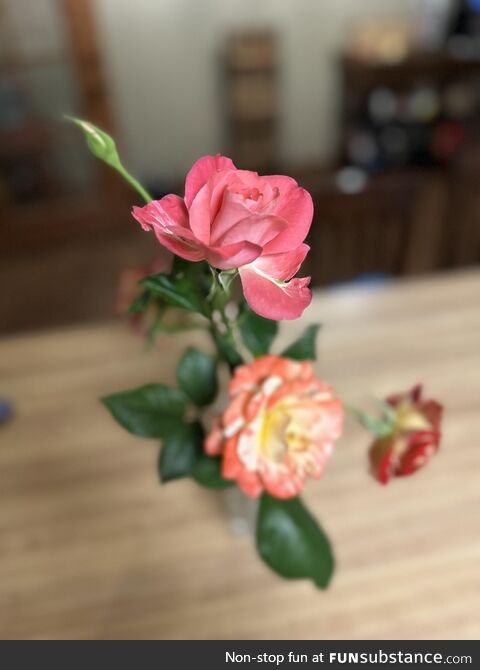 My wife loves roses. So I’m learning how to grow them