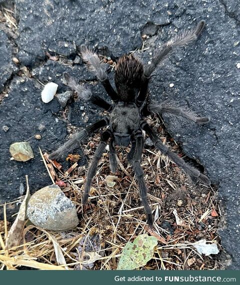 I love seeing these fuzzy creatures when I’m out on my walk