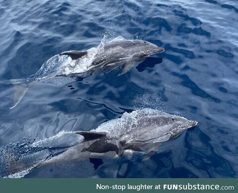 Went whale watching in California last week and took probably the best picture of my life