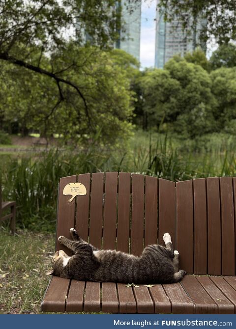A cat I found in the Seoul Forest Park, while in holiday