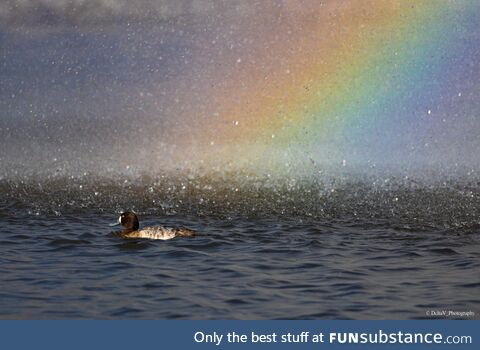 Duck under a rainbow