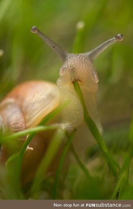 Here's a snail eating grass