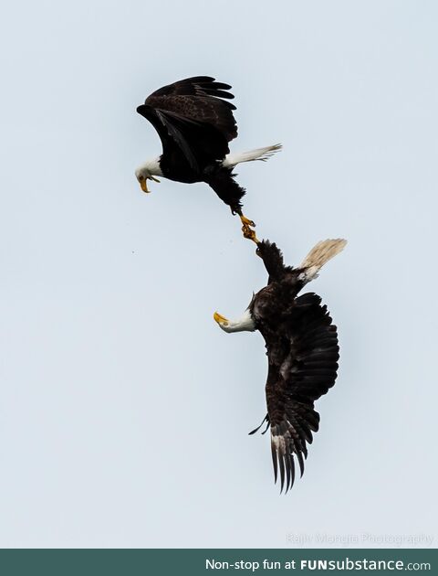 A pair of eagles interlocked. Been after this shot for years