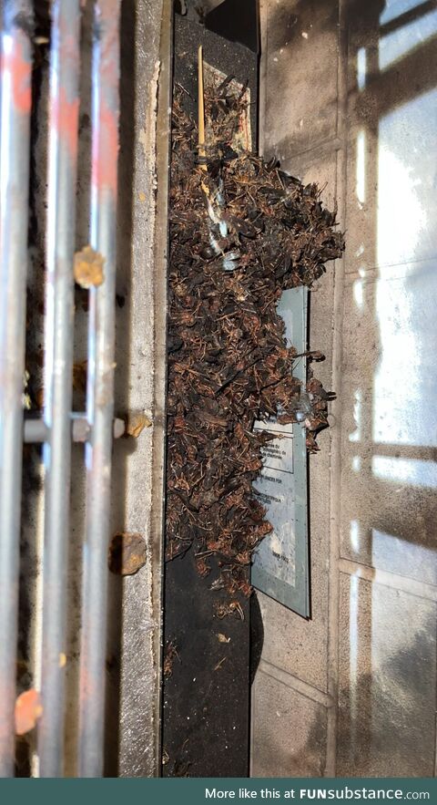 A bunch of wasps in a fireplace